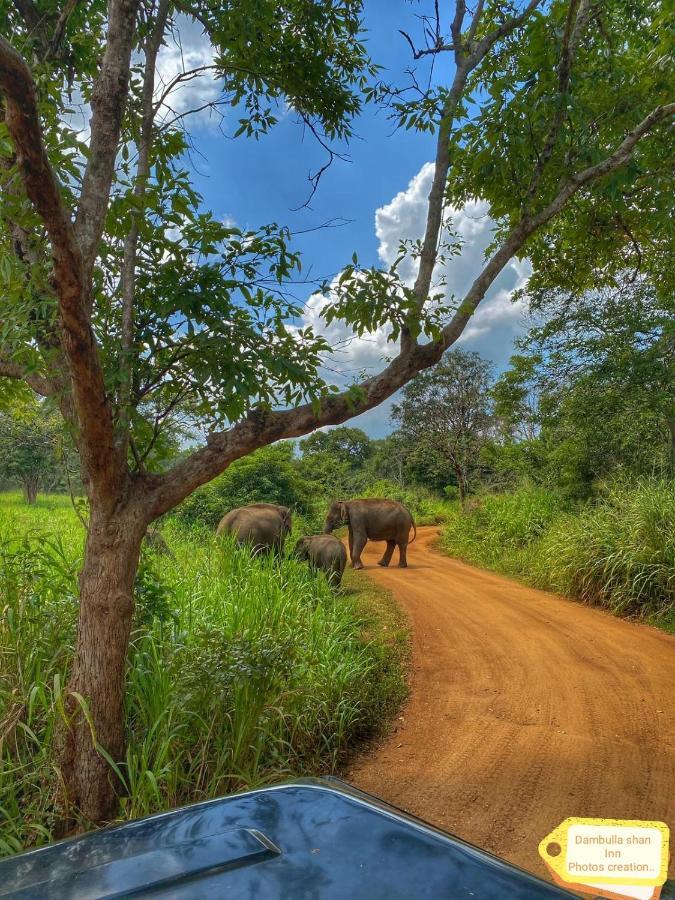 Dambulla Shan Inn エクステリア 写真