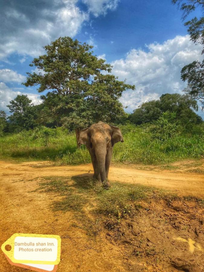 Dambulla Shan Inn エクステリア 写真